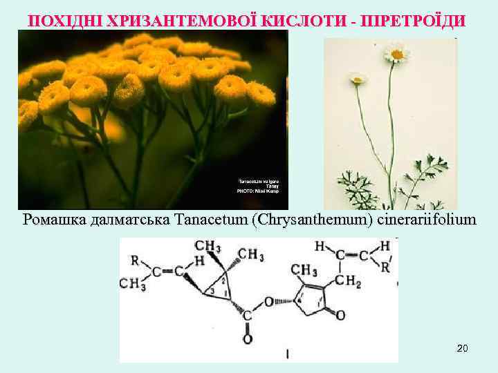 ПОХІДНІ ХРИЗАНТЕМОВОЇ КИСЛОТИ - ПІРЕТРОЇДИ Ромашка далматська Tanacetum (Chrysanthemum) cinerariifolium 20 