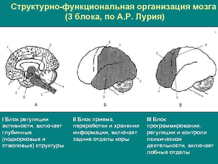 Кто разработал нейропсихологические методы исследования детей под руководством а р лурия 1902 1977