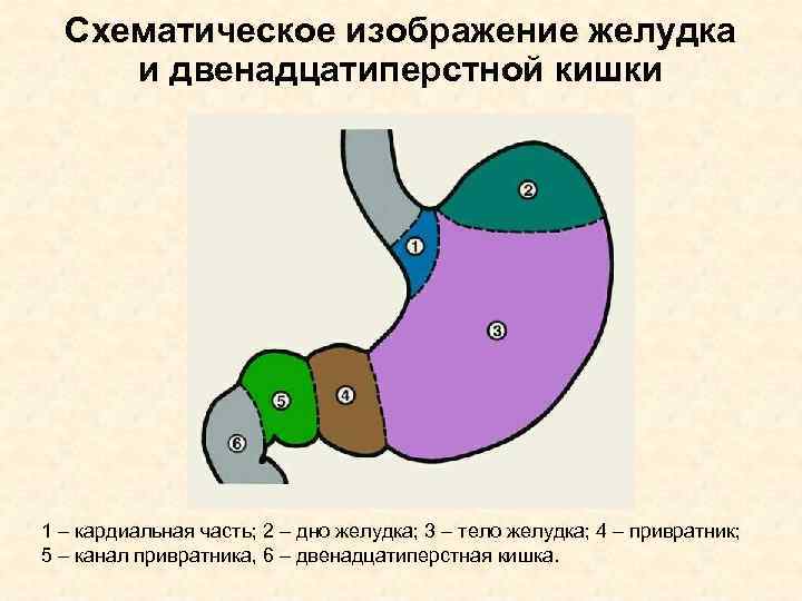 Схематичный рисунок желудка