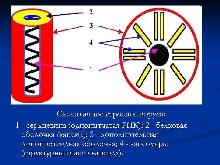 Схематичное строение вируса: 1 - сердцевина (однонитчатая РНК); 2 - белковая оболочка (капсид); 3