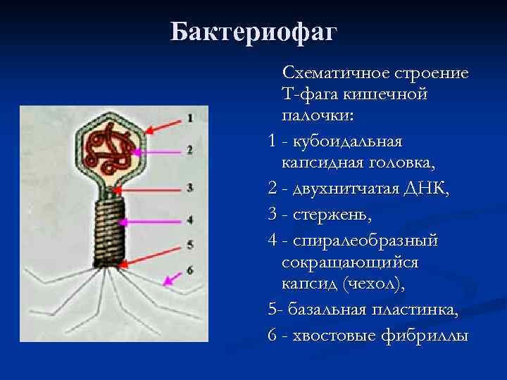 Бактериофаг Схематичное строение Т-фага кишечной палочки: 1 - кубоидальная капсидная головка, 2 - двухнитчатая