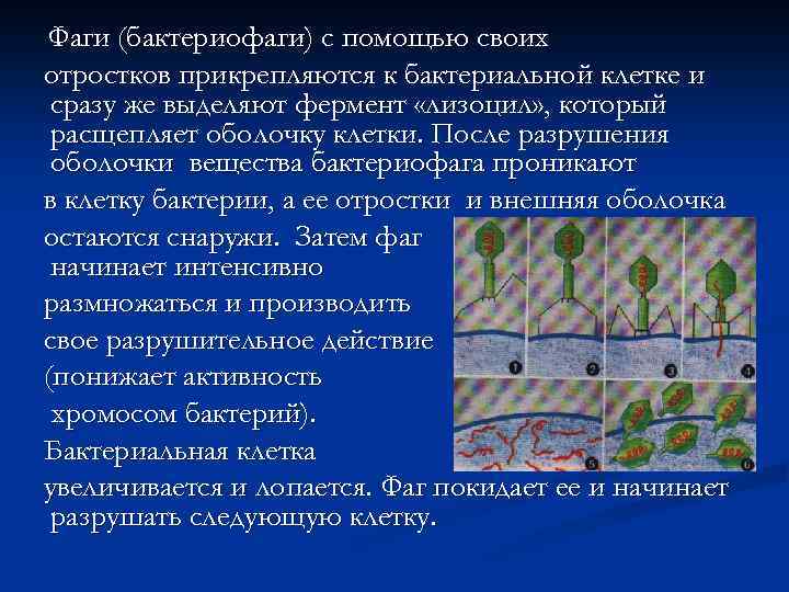 Фаги (бактериофаги) с помощью своих отростков прикрепляются к бактериальной клетке и сразу же выделяют