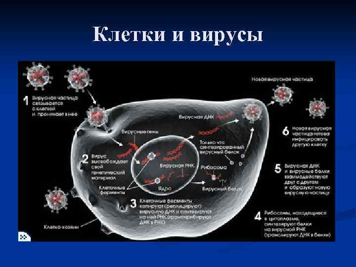 Клетки и вирусы 