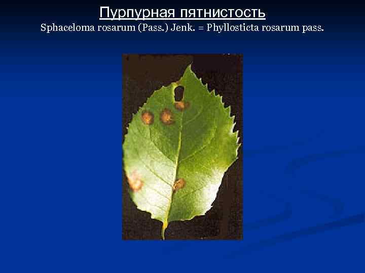 Пурпурная пятнистость Sphaceloma rosarum (Pass. ) Jenk. = Phyllosticta rosarum pass. 