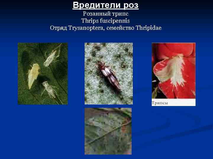 Вредители роз Розанный трипс Thrips fuscipennis Отряд Trysanoptera, семейство Thripidae 