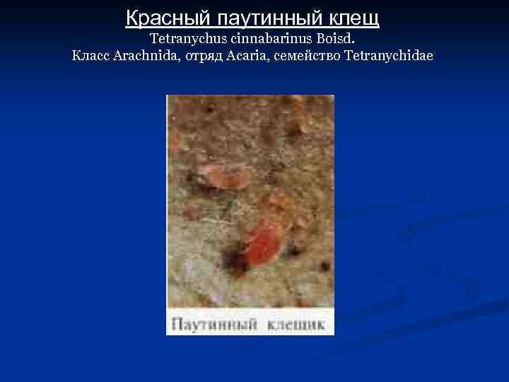 Красный паутинный клещ Tetranychus cinnabarinus Boisd. Класс Arachnida, отряд Acaria, семейство Tetranychidae 