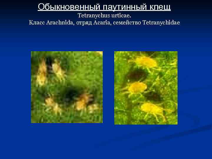 Обыкновенный паутинный клещ Tetranychus urticae. Класс Arachnida, отряд Acaria, семейство Tetranychidae 