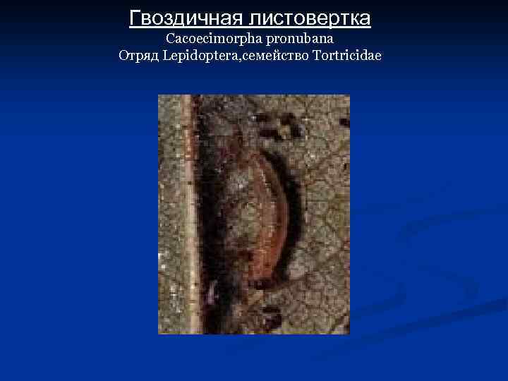 Гвоздичная листовертка Cacoecimorpha pronubana Отряд Lepidoptera, семейство Tortricidae 