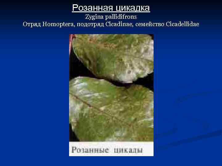 Розанная цикадка Zygina pallidifrons Отряд Homoptera, подотряд Cicadinae, семейство Cicadellidae 