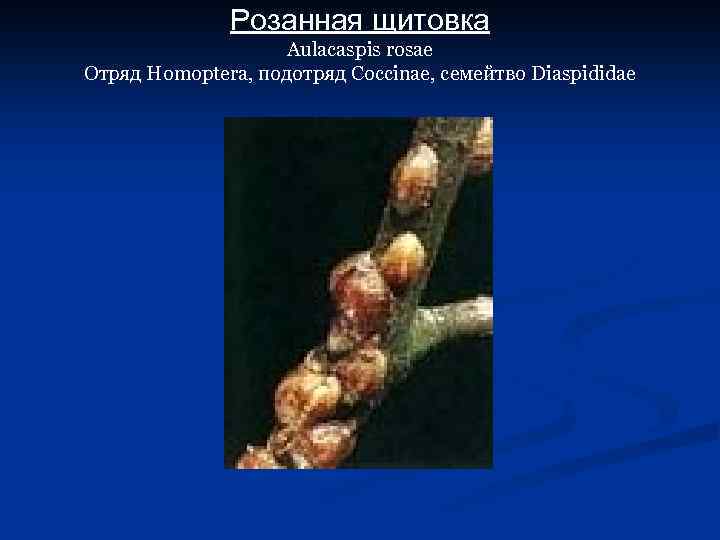 Розанная щитовка Aulacaspis rosae Отряд Homoptera, подотряд Coccinae, семейтво Diaspididae 