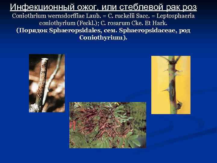 Инфекционный ожог, или стеблевой рак роз Coniothrium wernsdorffiae Laub. = C. ruckelii Sacc. =