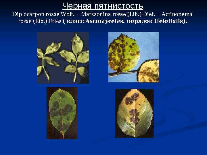 Черная пятнистость Diplocarpon rosae Wolf. = Marssonina rosae (Lib. ) Diet. = Actinonema rosae