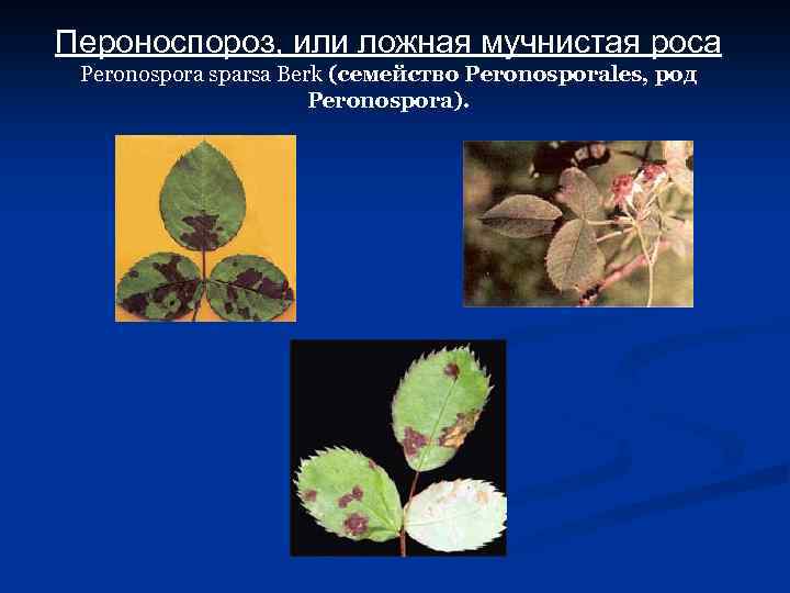 Пероноспороз, или ложная мучнистая роса Peronospora sparsa Berk (семейство Peronosporales, род Peronospora). 
