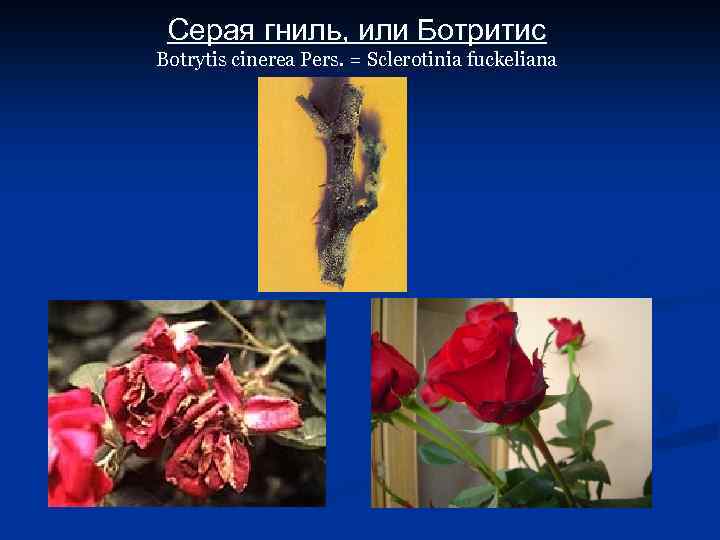 Серая гниль, или Ботритис Botrytis cinerea Pers. = Sclerotinia fuckeliana 