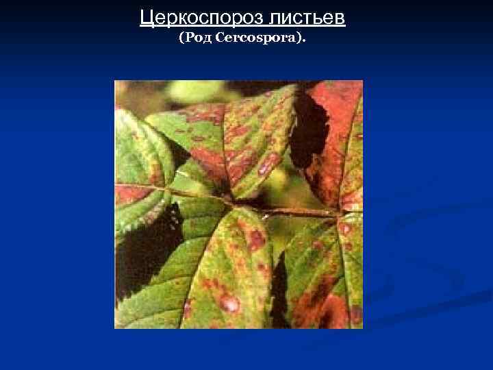 Церкоспороз листьев (Род Cercospora). 