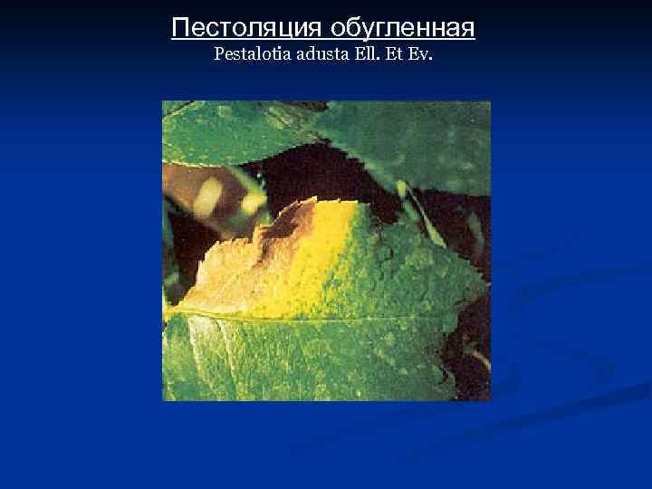 Пестоляция обугленная Pestalotia adusta Ell. Et Ev. 