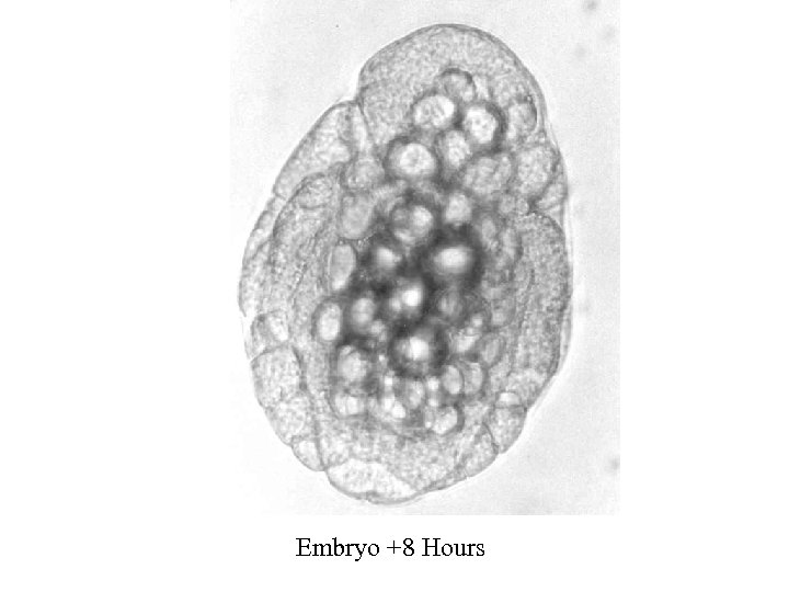 Embryo +8 Hours 