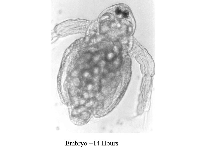 Embryo +14 Hours 