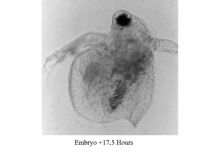Embryo +17. 5 Hours 