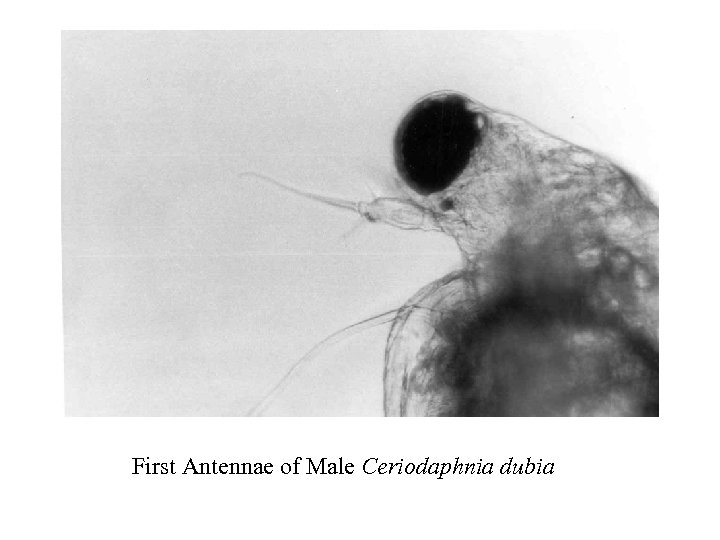 First Antennae of Male Ceriodaphnia dubia 