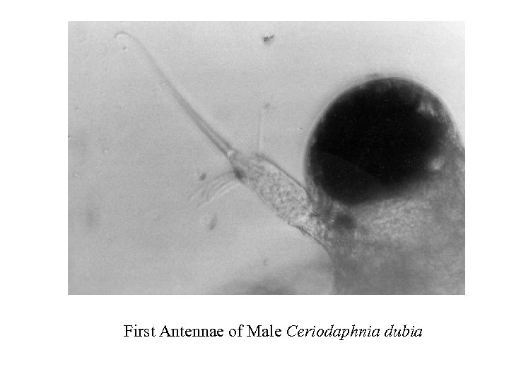 First Antennae of Male Ceriodaphnia dubia 