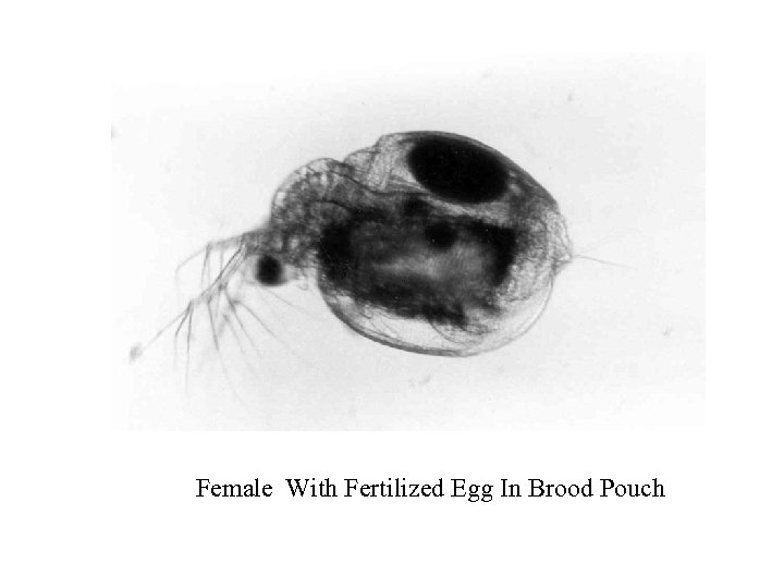 Female With Fertilized Egg In Brood Pouch 