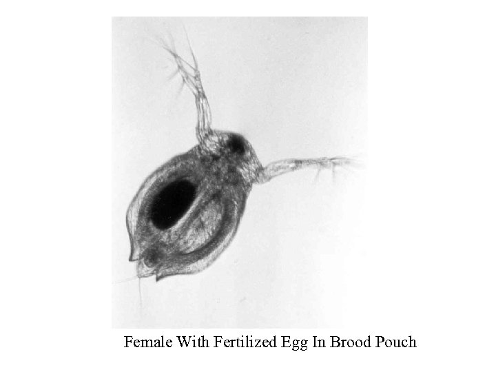 Female With Fertilized Egg In Brood Pouch 