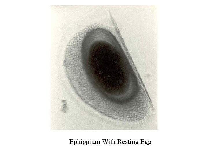 Ephippium With Resting Egg 