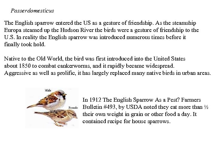 Passer domesticus The English sparrow entered the US as a gesture of friendship. As