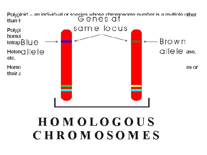 Polyploid – an individual or species whose chromosome number is a multiple other than