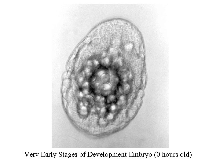 Very Early Stages of Development Embryo (0 hours old) 