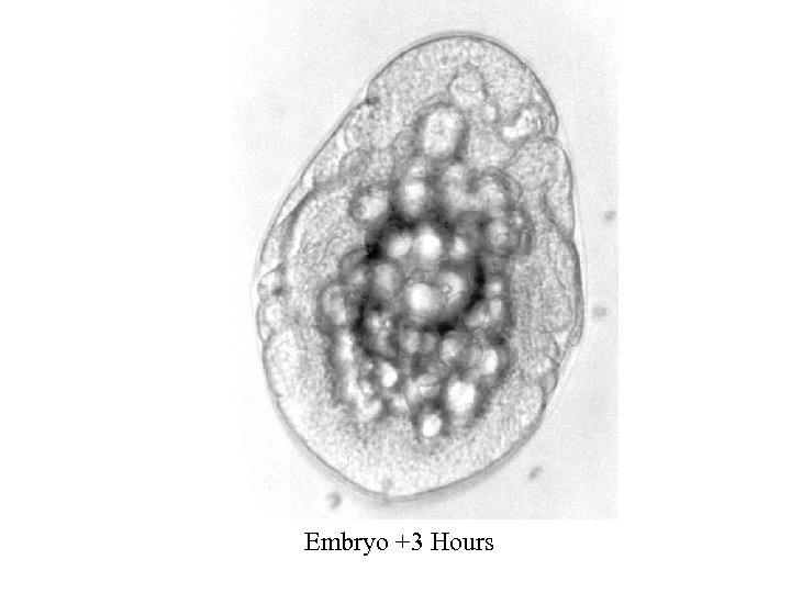 Embryo +3 Hours 