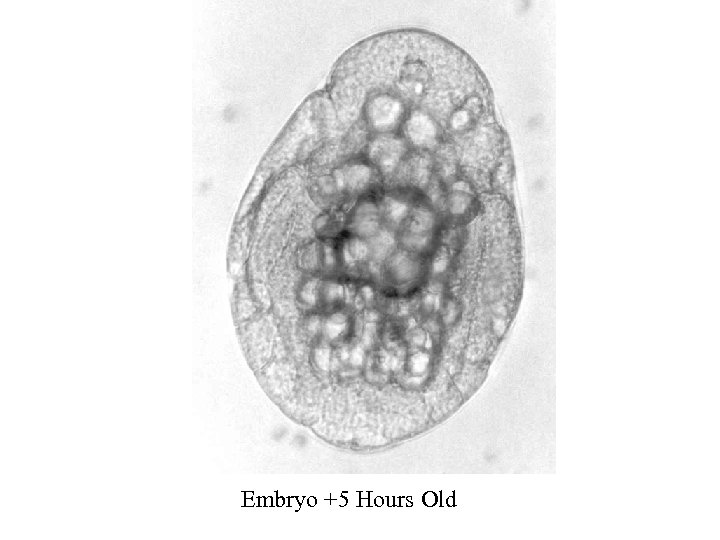 Embryo +5 Hours Old 