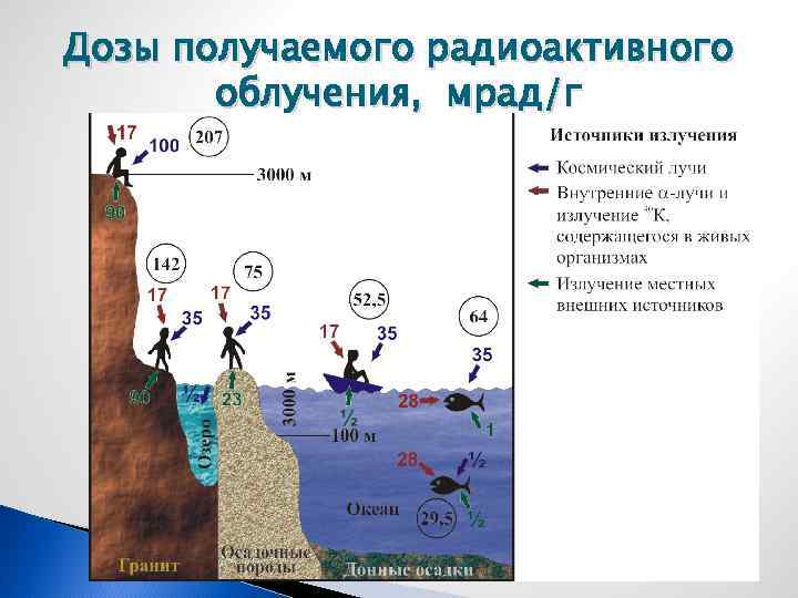 Дозы получаемого радиоактивного облучения, мрад/г 