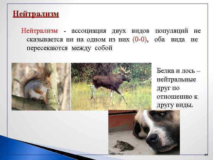 Нейтрализм - ассоциация двух видов популяций не сказывается ни на одном из них (0