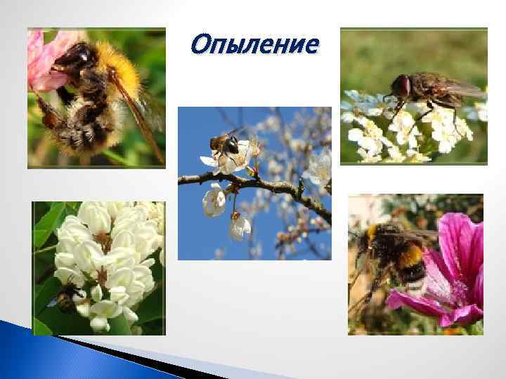 Опыление 