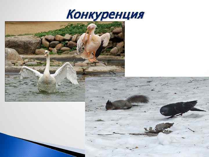 Конкуренция 