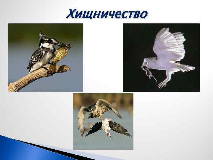 Хищничество 