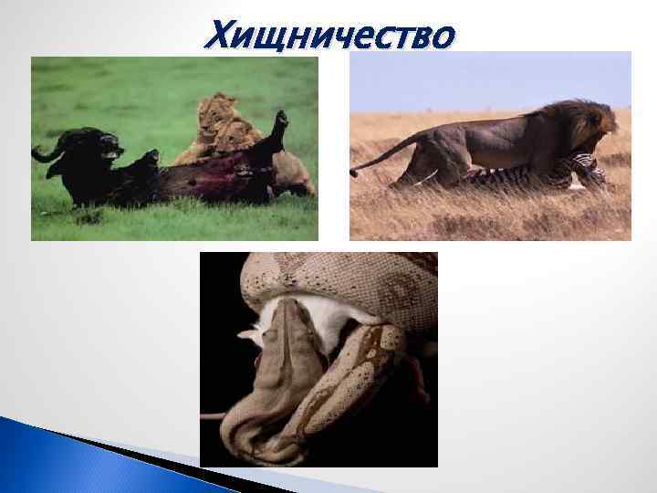 Хищничество 