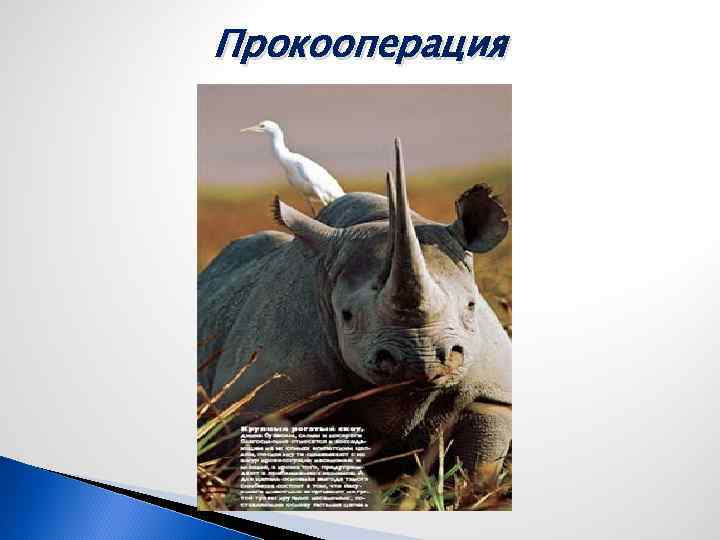 Прокооперация 