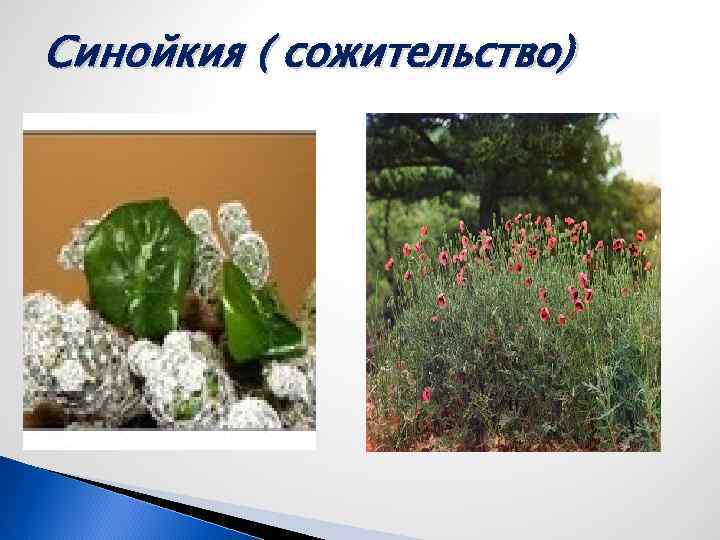 Синойкия ( сожительство) 