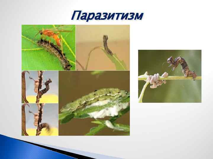Паразитизм 