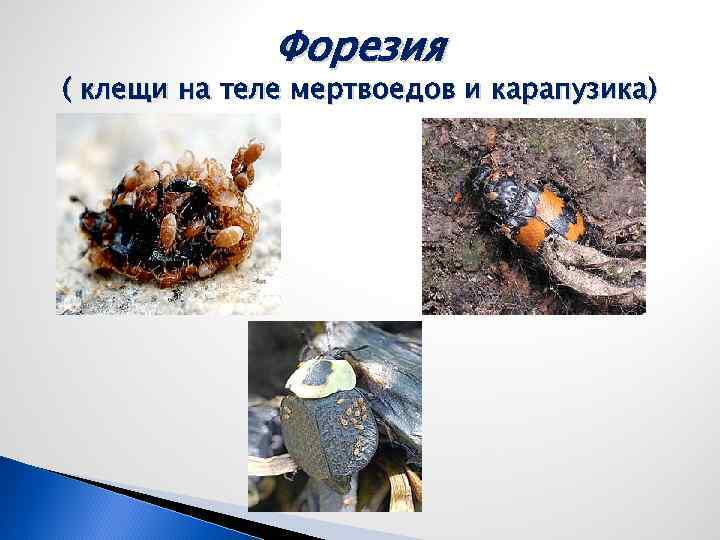 Форезия ( клещи на теле мертвоедов и карапузика) 