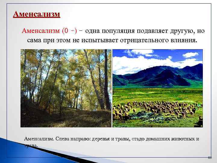 Комменсализм и аменсализм. Аменсализм. Тип взаимодействия аменсализм. Аменсализм примеры. Примеры аменсализма в биологии.