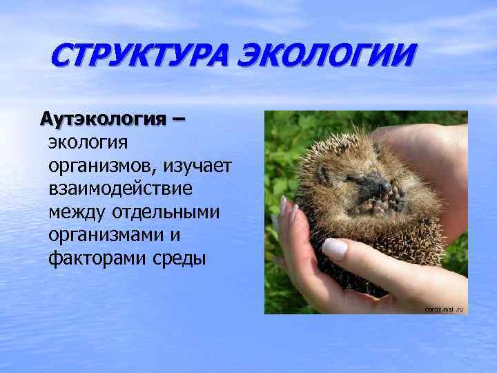 СТРУКТУРА ЭКОЛОГИИ Аутэкология – экология организмов, изучает взаимодействие между отдельными организмами и факторами среды