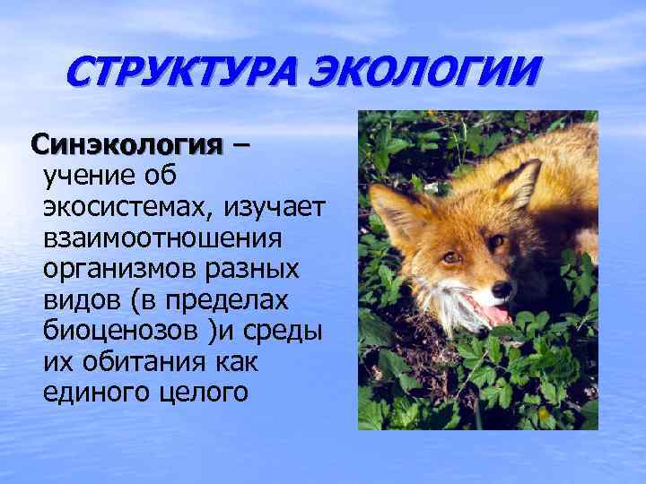 СТРУКТУРА ЭКОЛОГИИ Синэкология – учение об экосистемах, изучает взаимоотношения организмов разных видов (в пределах