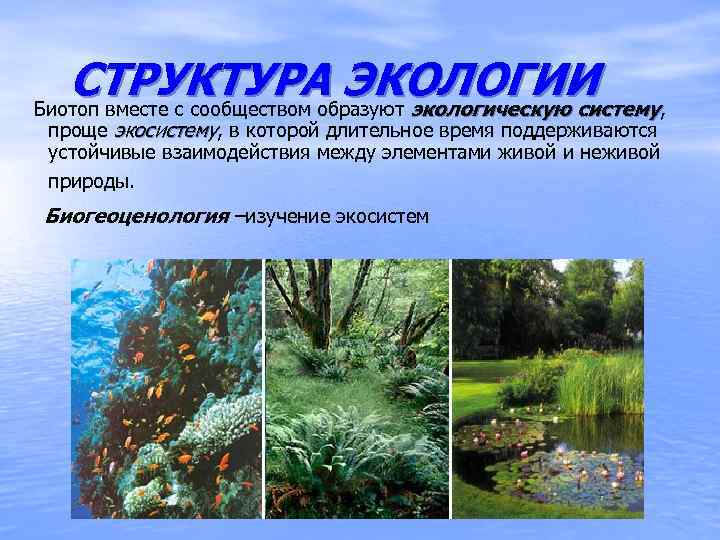 СТРУКТУРА ЭКОЛОГИИ , Биотоп вместе с сообществом образуют экологическую систему проще экосистему, в которой