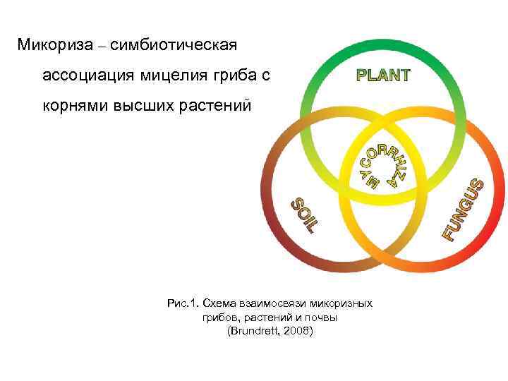 Микориза – симбиотическая ассоциация мицелия гриба с корнями высших растений Рис. 1. Схема взаимосвязи