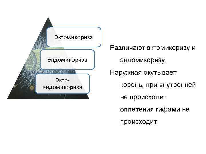 Эктомикориза Различают эктомикоризу и Эндомикориза эндомикоризу. Наружная окутывает Эктоэндомикориза корень, при внутренней не происходит