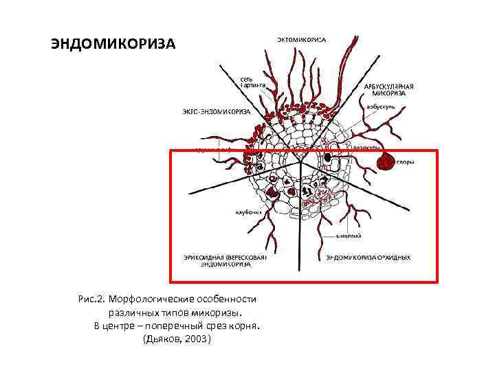 Арбускулярная микориза. Поперечный срез микоризы. Эктомикориза строение. Эктотрофная микориза. Эндомикориза поперечный срез.